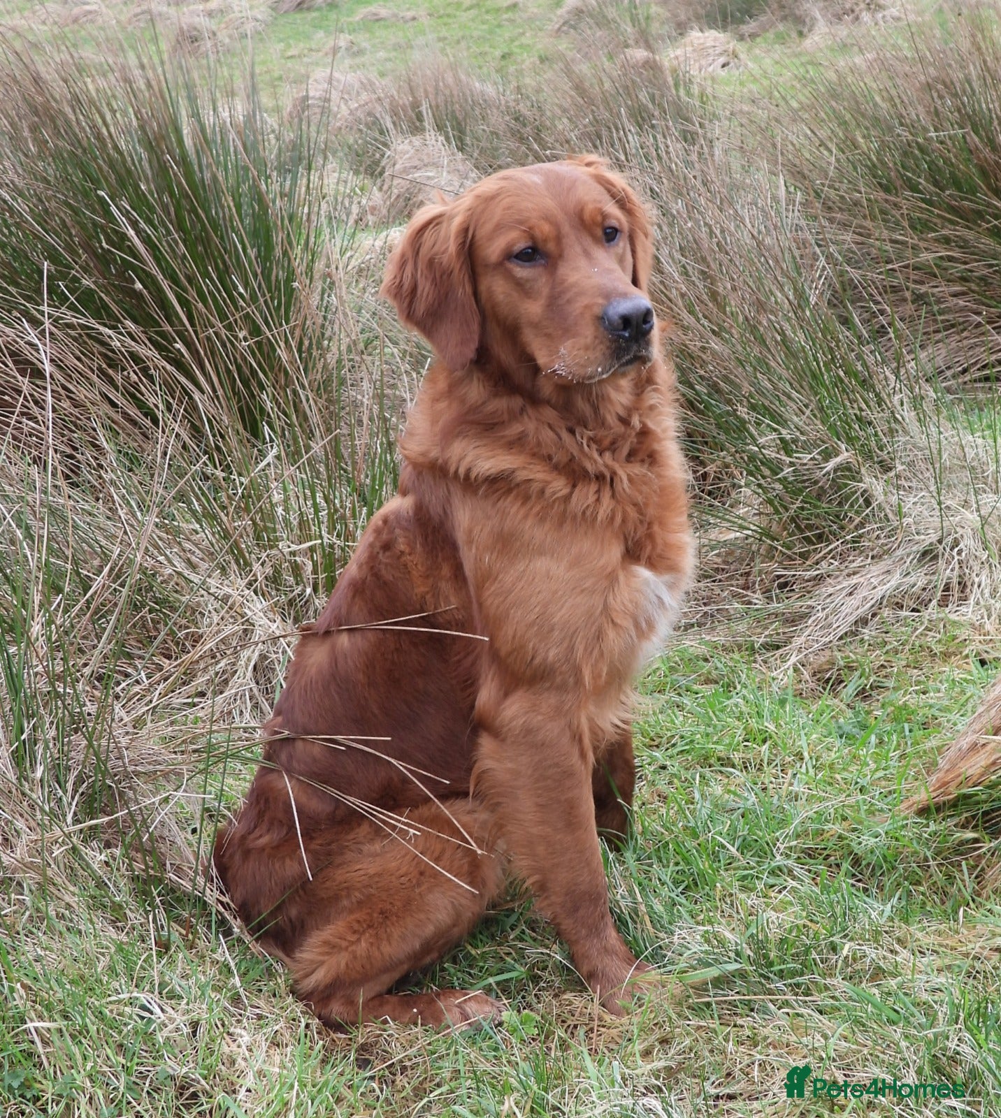 Golden Retriever dogs Golden retriever at stud  - Advert 1