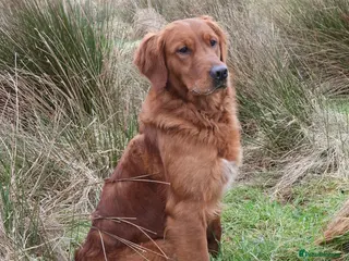 Golden Retriever dogs Golden retriever at stud - Advert 1