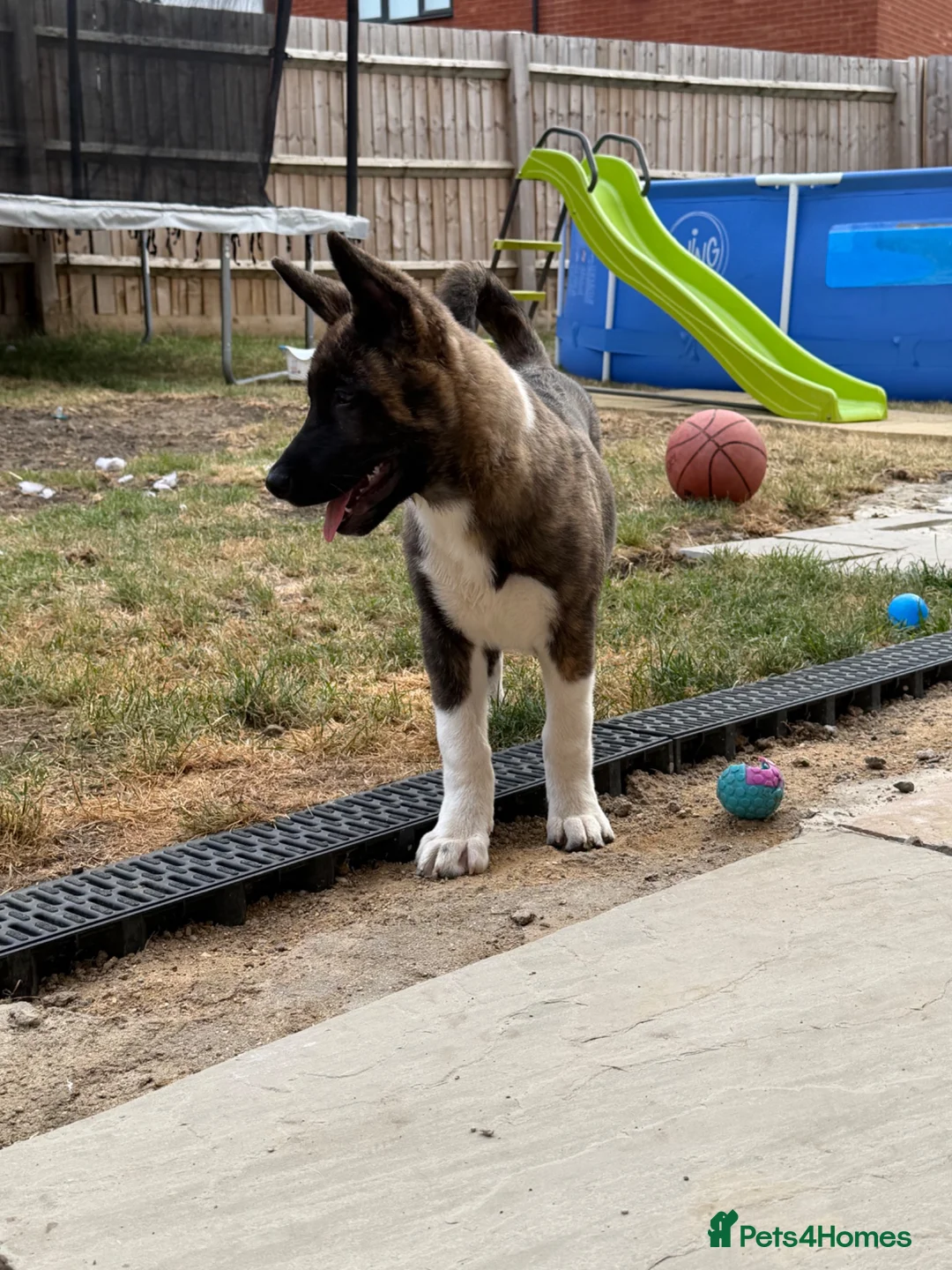 Akita dogs for sale: American Akita male in Peterborough - Advert 2