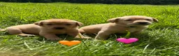 Labrador Retriever dogs for sale: Stunning Fox Red & Golden Labrador Puppies - Advert 15