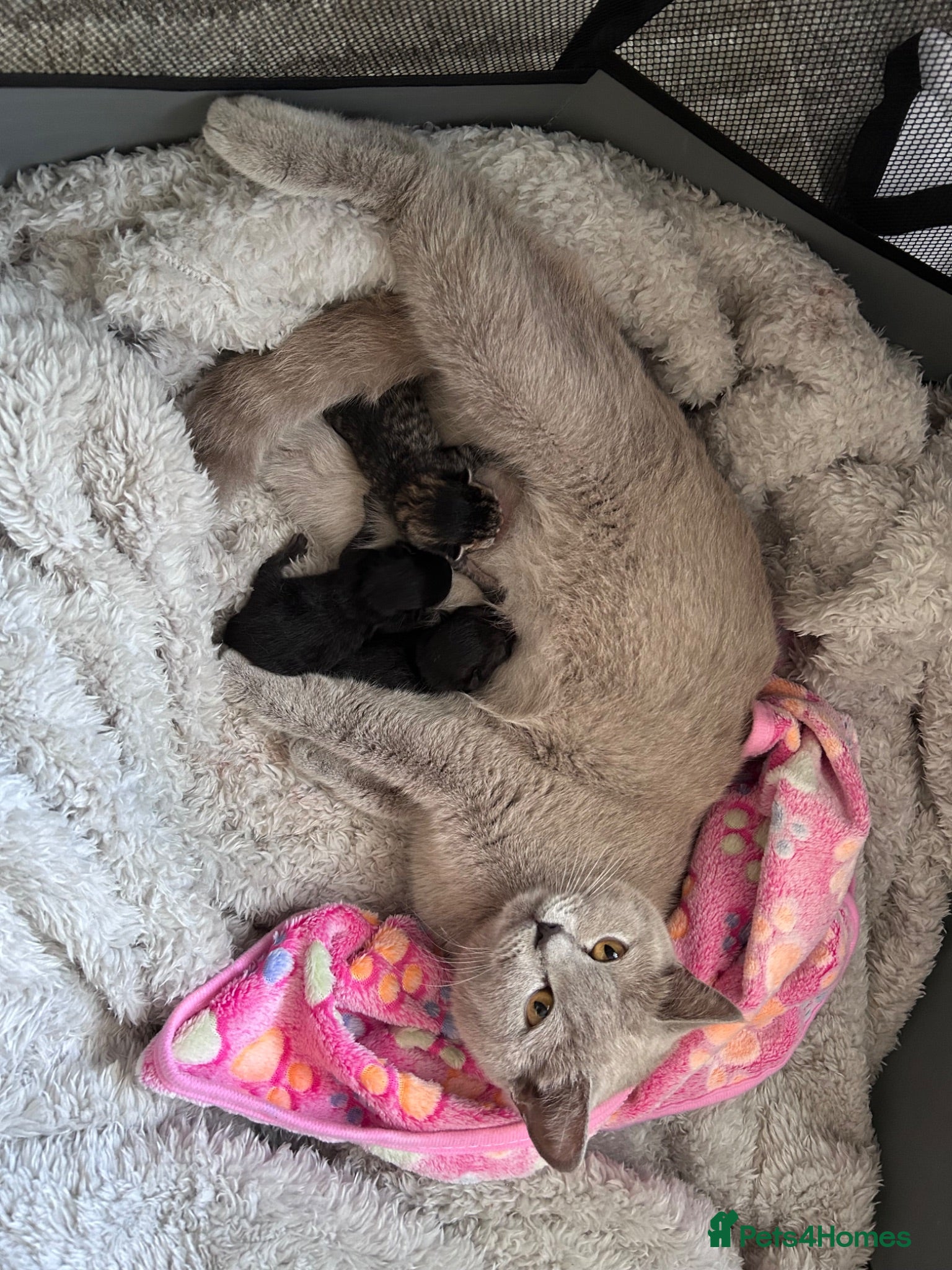 Mixed Breed cats Twin females - Advert 3