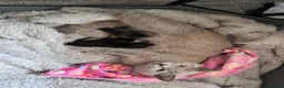 Mixed Breed cats for sale: Twin females - Advert 1