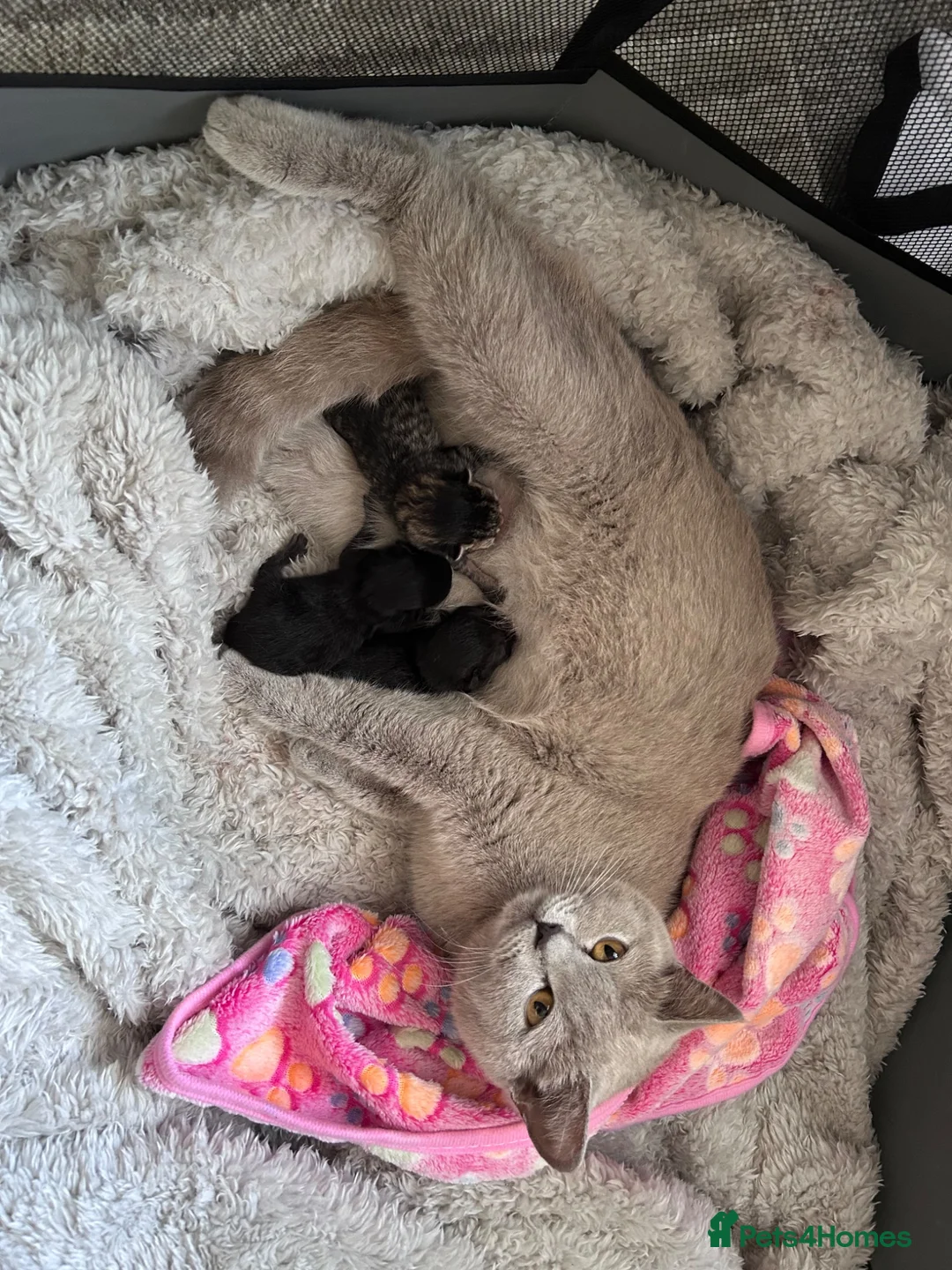 Mixed Breed cats for sale: Twin females - Advert 1