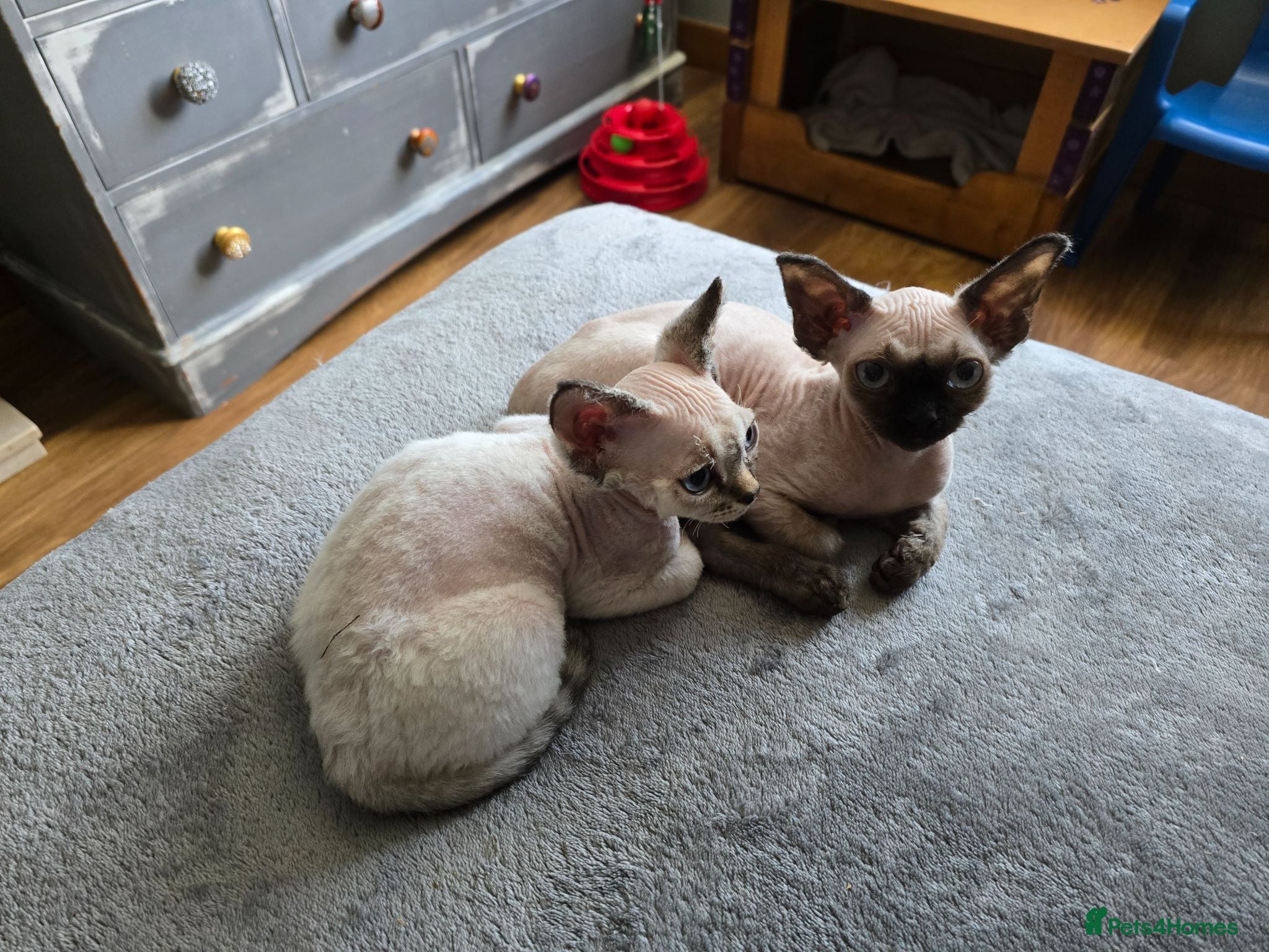 Devon Rex cats Harold Finch - Advert 4