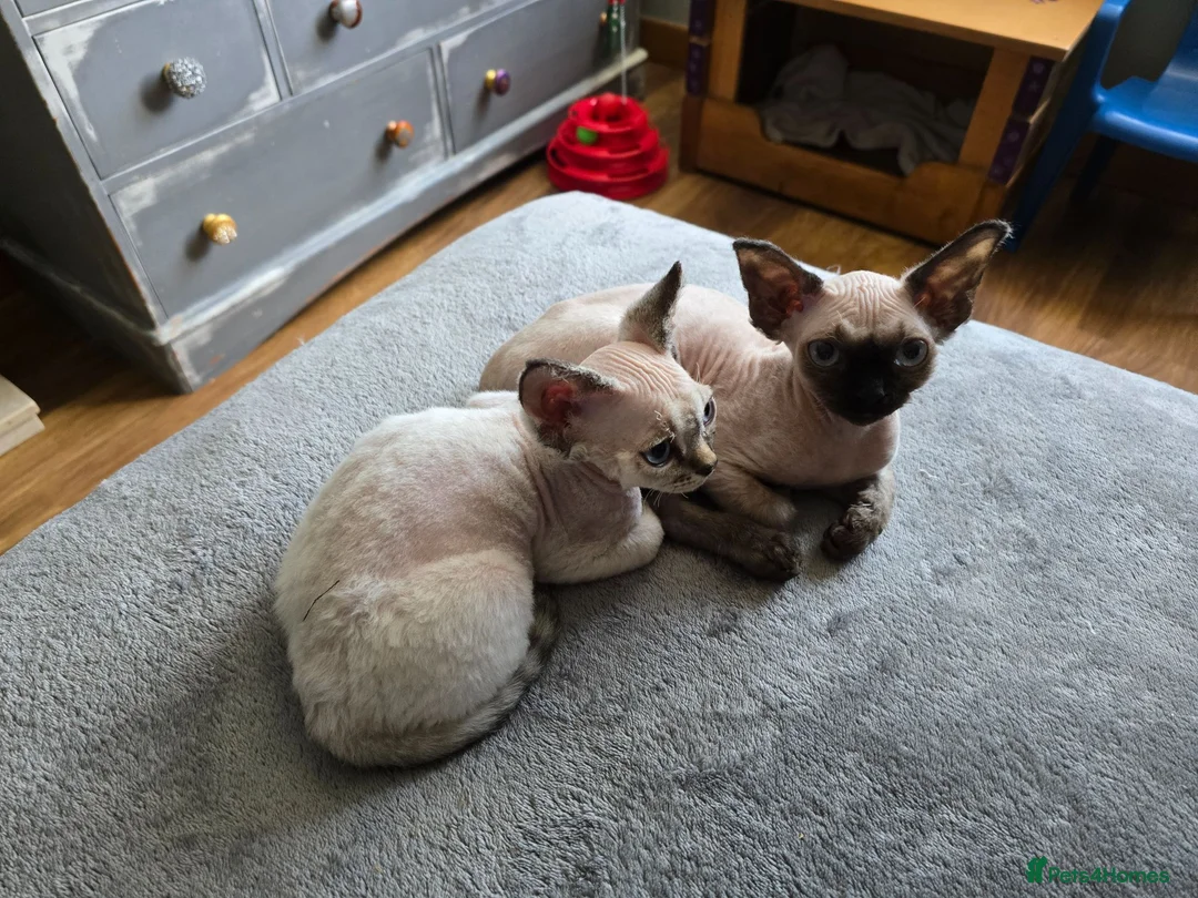 Devon Rex cats for sale: Harold Finch - Advert 2
