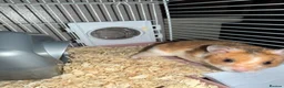 Hamster rodents for sale: Syrian Hamster/Cage x2 / Accessories  in Newton Aycliffe - Advert 2