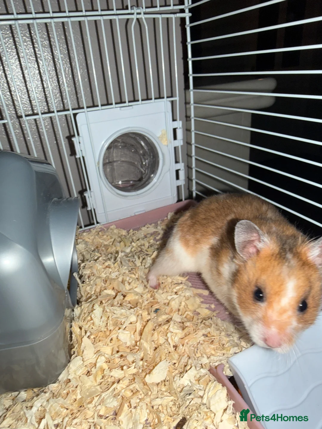 Hamster rodents for sale: Syrian Hamster/Cage x2 / Accessories  in Newton Aycliffe - Advert 2