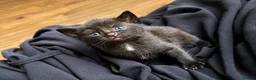 Bengal cats for sale: Bengal Kittens Looking for Their Forever Homes  - Advert 8
