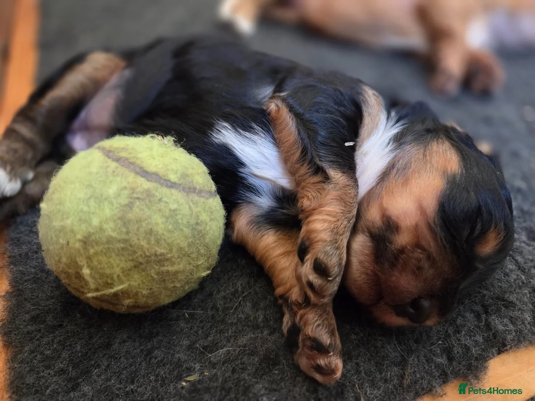 Cockapoo dogs for sale: Beautiful Betty has 5 gorgeous cockapoo puppies in Heathfield - Advert 6