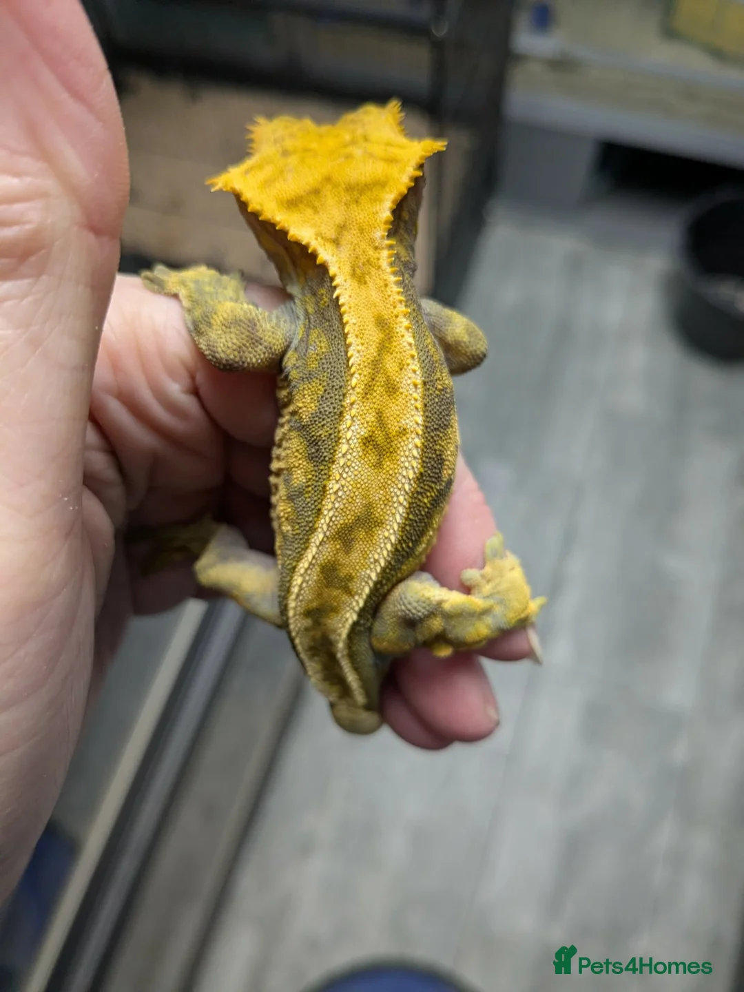 Gecko reptiles for sale: Male pinstripe harlequin and female lilly white  in Scunthorpe - Advert 2