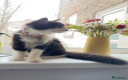 British Longhair cats for sale: Need to go asap - Image 1