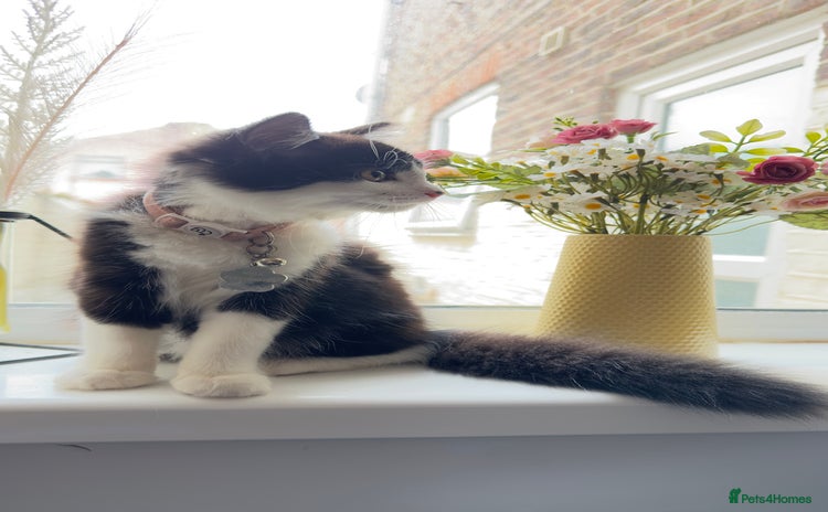 British Longhair cats - Advert 13