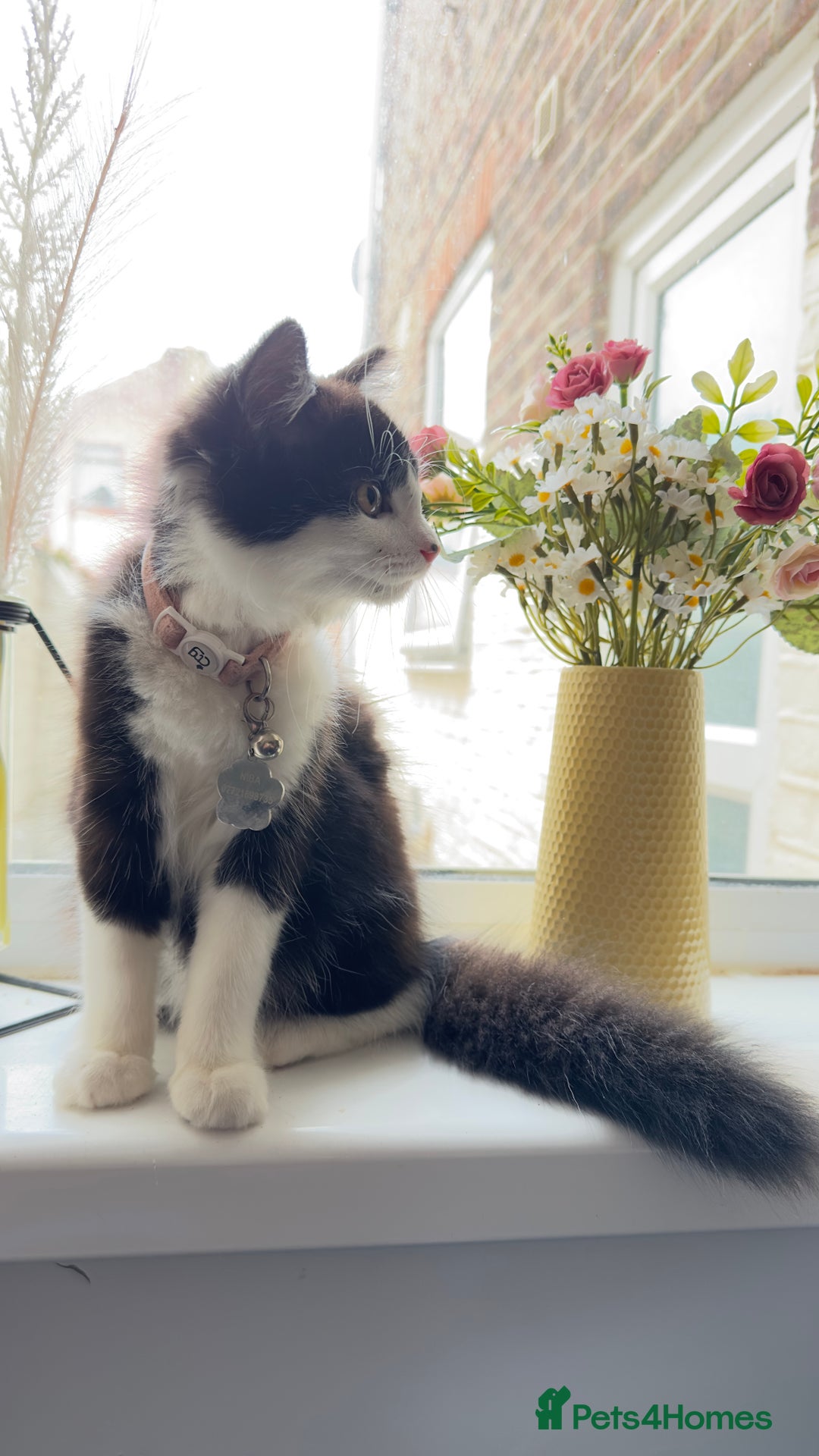 British Longhair cats for sale: Need to go asap - Image 1