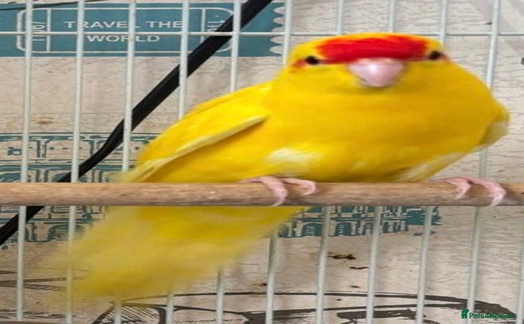 Parakeets birds - Advert 7