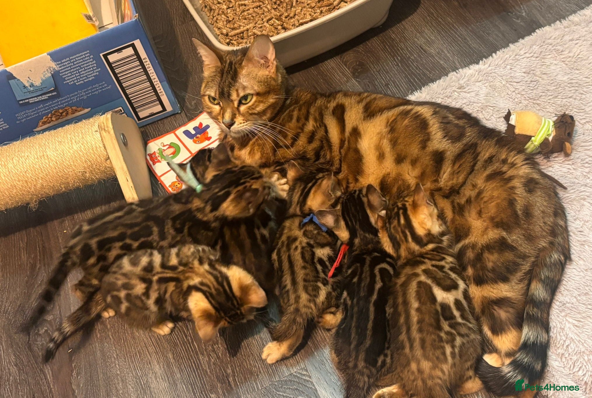 Bengal cats Pedigree Brown Rosetted Bengals  - Advert 12