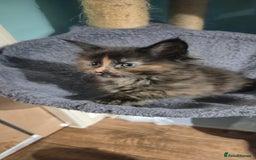 Maine Coon cats for sale: XXL Maine Coon kittens - Image 5