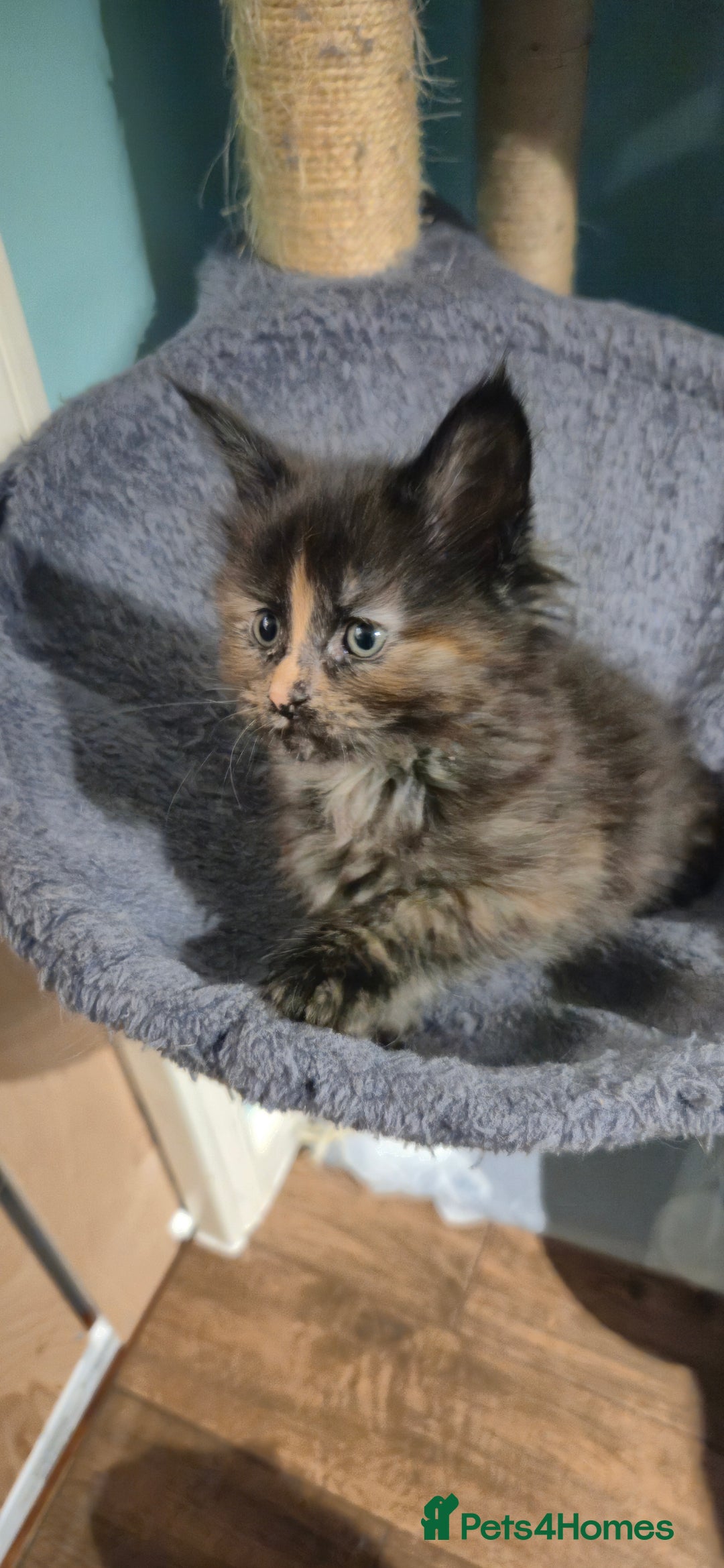 Maine Coon cats for sale: XXL Maine Coon kittens - Image 5