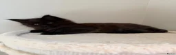 Maine Coon cats for sale: Pedigree TICA Champion Russian import line MCO - Advert 26