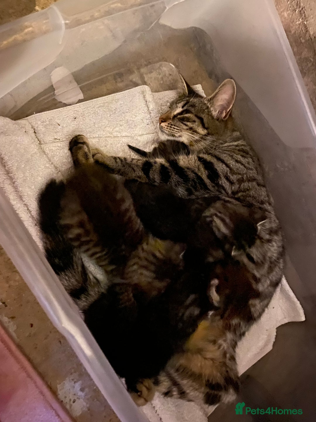 Ragdoll cats for sale: 4 rag doll kittens available  - Image 1