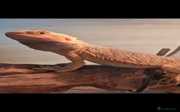 Bearded Dragon reptiles for sale: Hypo trans young bearded dragon and full set up - Image 3