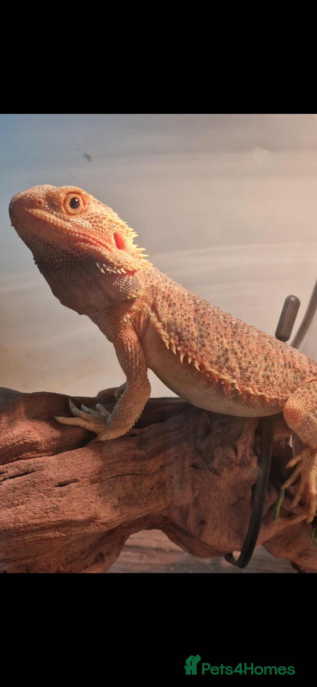 Bearded Dragon reptiles for sale: Hypo trans young bearded dragon and full set up - Image 3