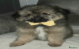 Mixed Breed dogs for sale: Shiranian puppies  - Image 9