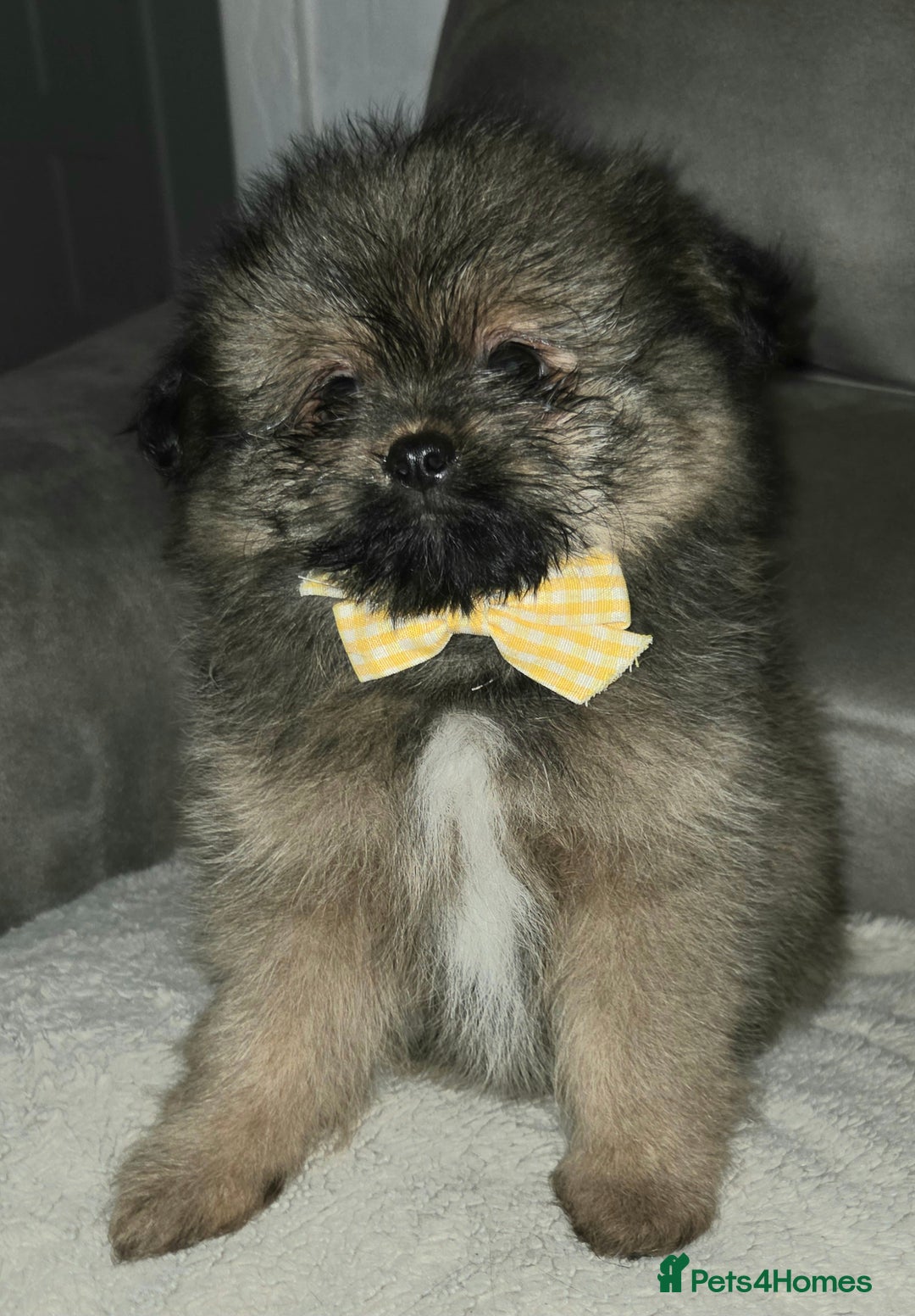 Mixed Breed dogs for sale: Shiranian puppies  - Image 9