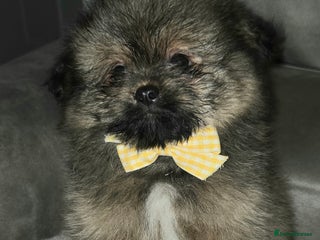 Mixed Breed dogs - Advert 24