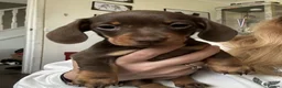 Dachshund dogs for sale: Stunning mini Dacshund puppies - Advert 7