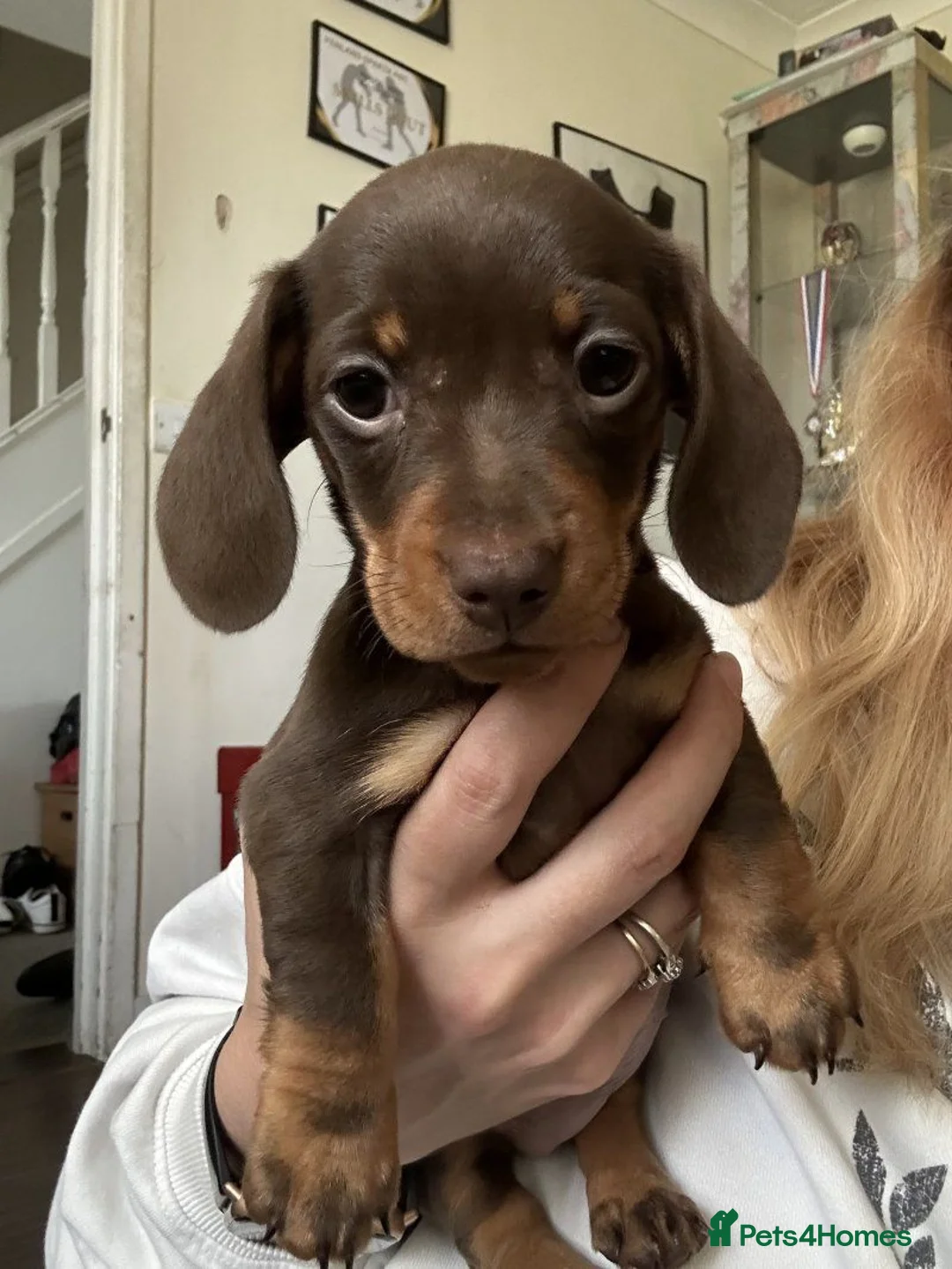 Dachshund dogs for sale: Stunning mini Dacshund puppies - Advert 7