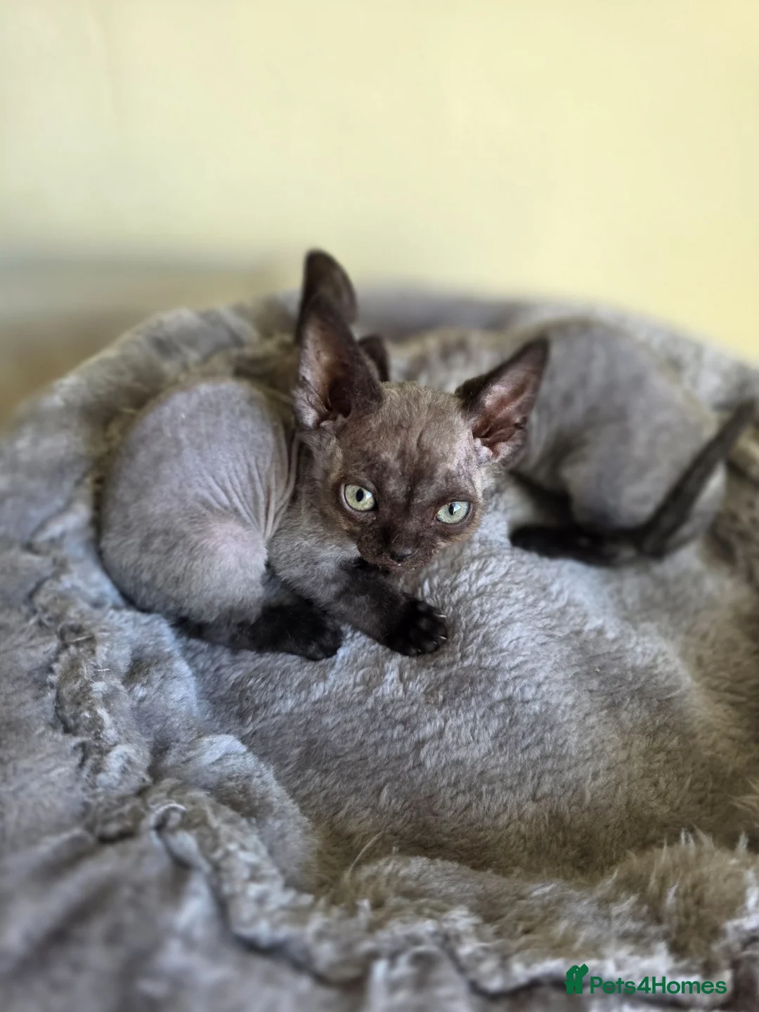 Devon Rex cats for sale: Pedigree TICA Registered Devon Rex  - Advert 2