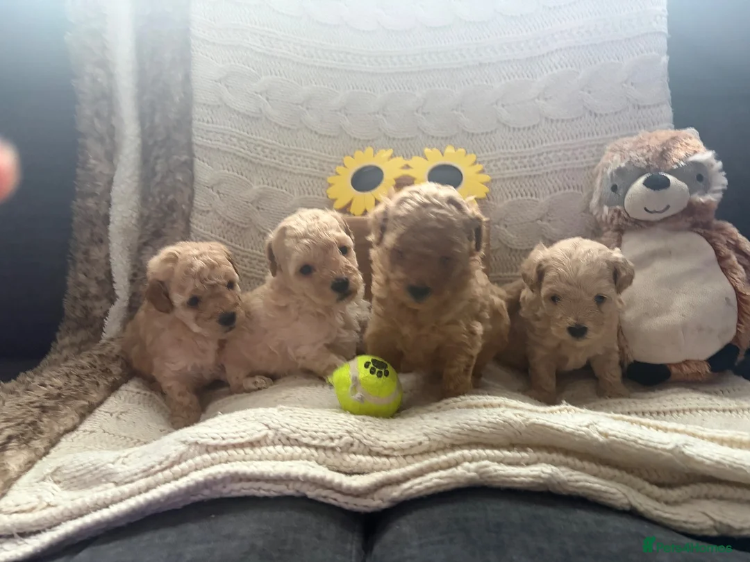 Maltipoo dogs for sale: Maltipoo Boys F1b licensed Breeder - Advert 7