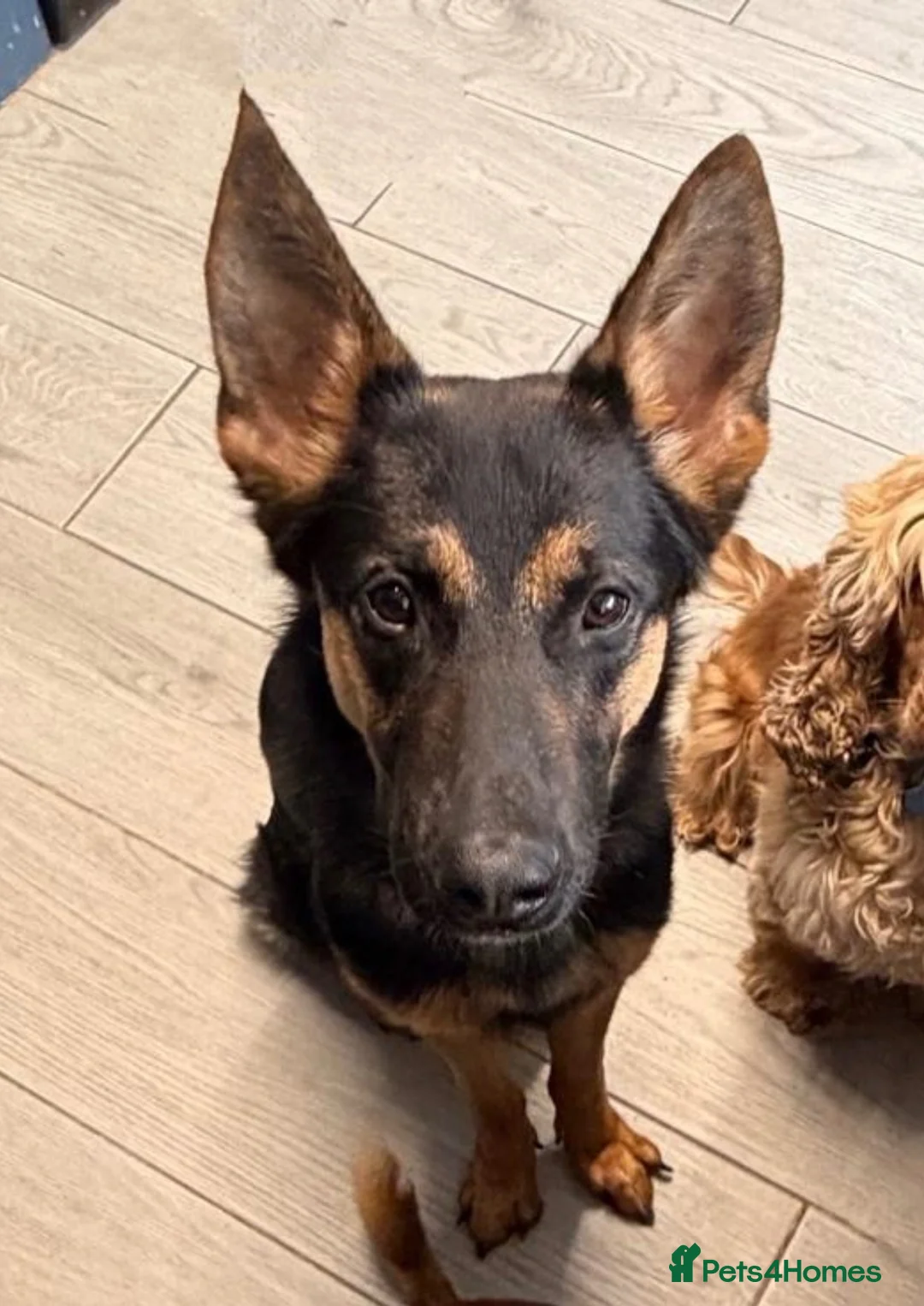 German Shepherd dogs for sale: German shepherd male 14 months  in Stoke-on-Trent - Advert 1