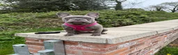 French Bulldog dogs for sale: Millie Rose  in Birmingham - Advert 3