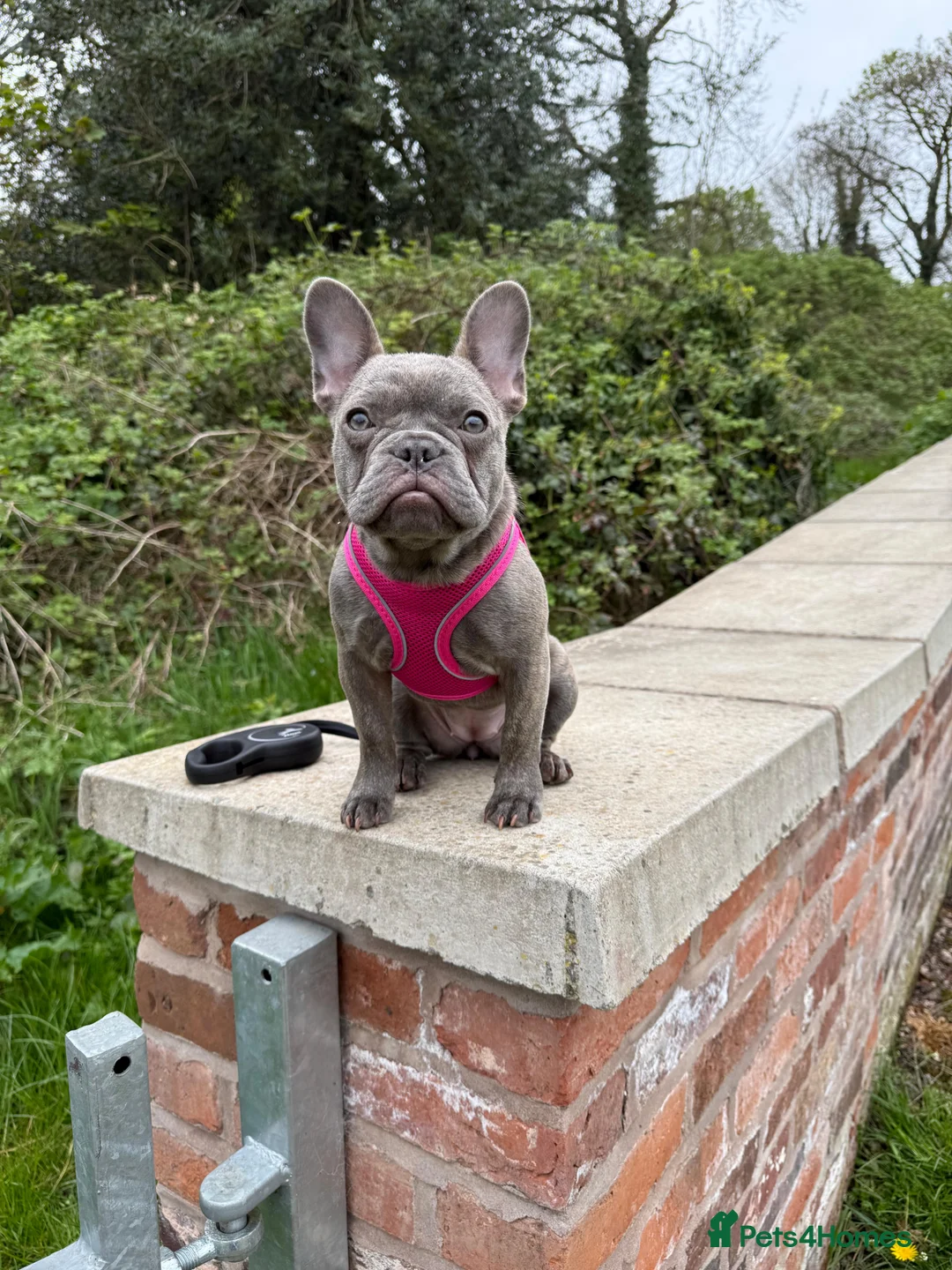 French Bulldog dogs for sale: Millie Rose  in Birmingham - Advert 3