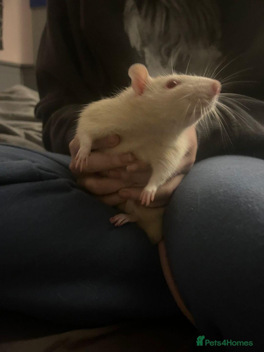 Rat rodents for sale: 4 males rats for sale  - Advert 3