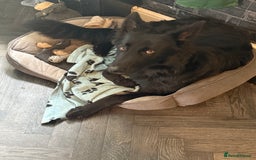 German Shepherd dogs for sale: Urgent! Stunning gsd for sale - Image 3