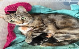 Mixed Breed cats for sale: Male & female kitten for sale  - Image 10
