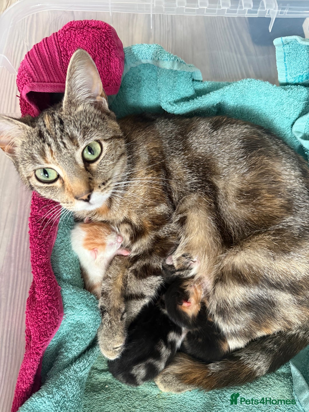 Mixed Breed cats for sale: Male & female kitten for sale  - Image 10