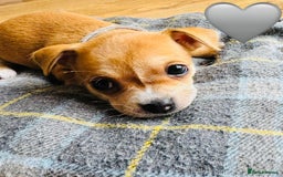 Chihuahua dogs for sale: Gorgeous Chihuahua Pups-only yellow girl left🐶💛 - Image 19