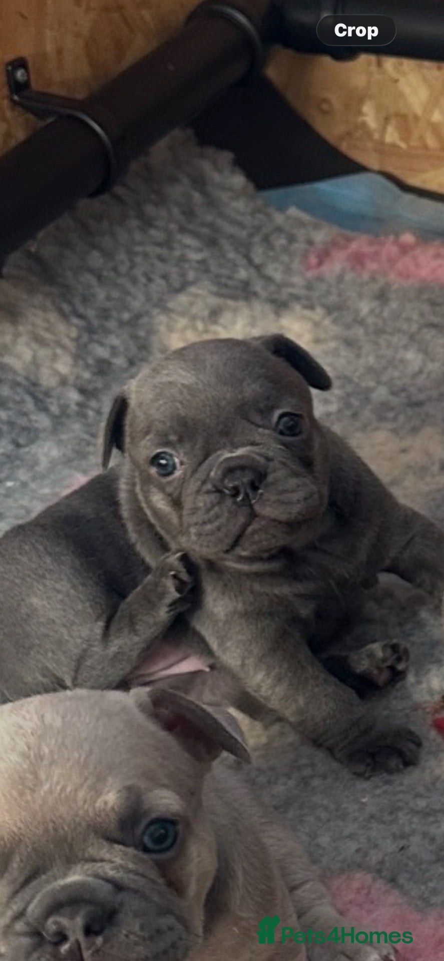 French Bulldog dogs KC REG genetic tested French bulldog puppies  - Advert 2