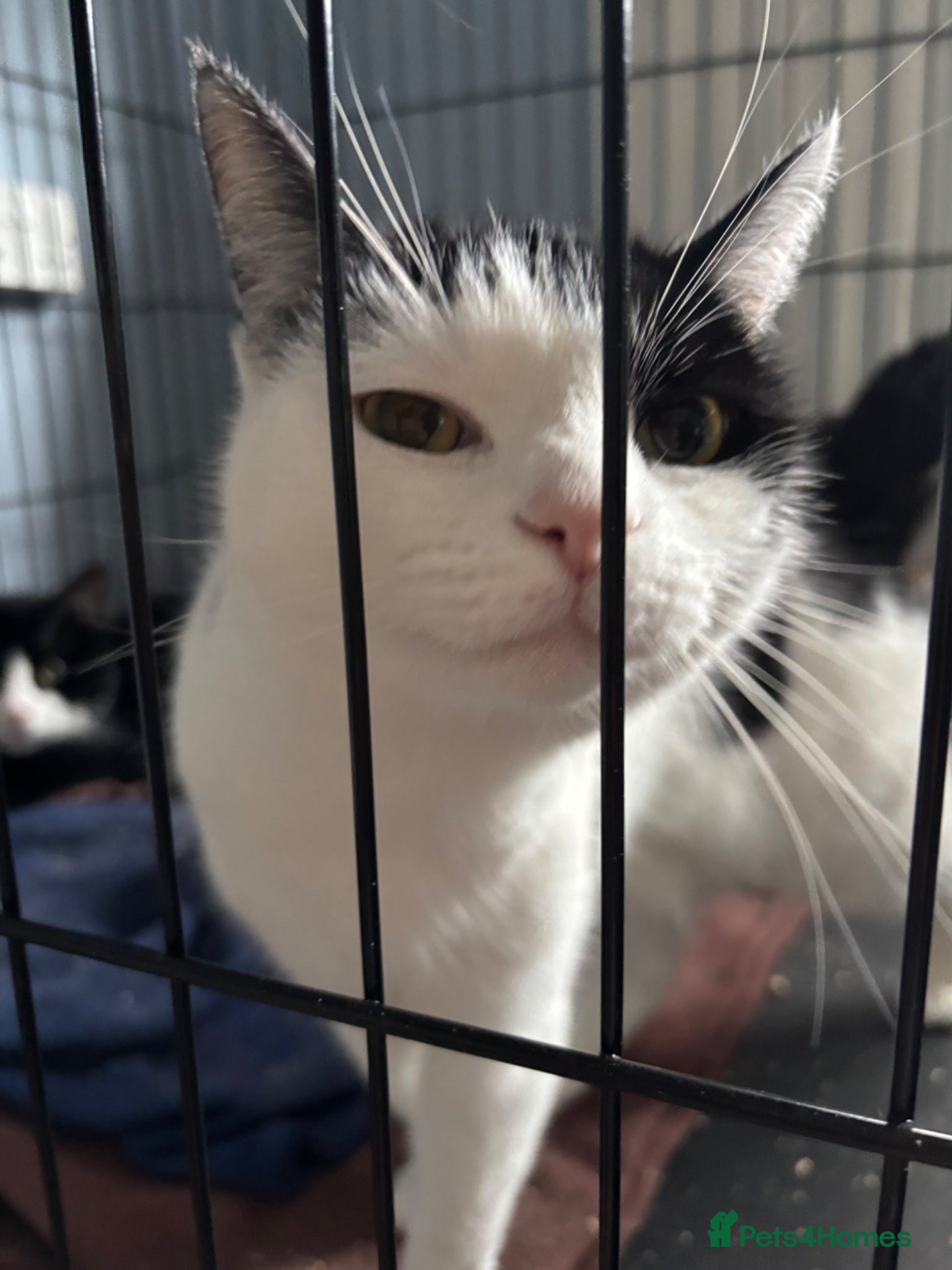 Domestic Shorthair cats Adopt From Cats in Crisis East London  - Advert 15