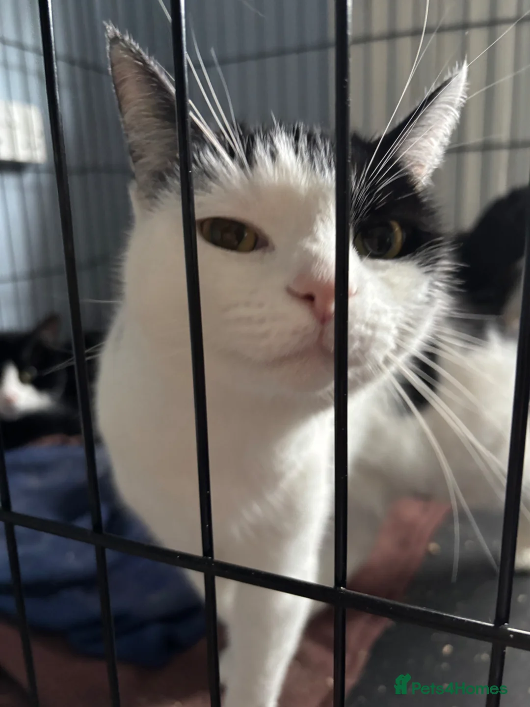Domestic Shorthair cats for adoption: Adopt From Cats in Crisis East London  - Advert 2
