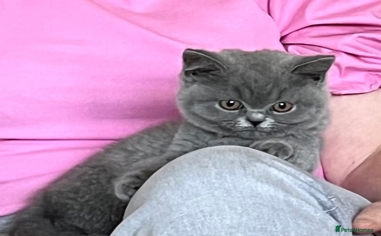 British Shorthair cats - Advert 4