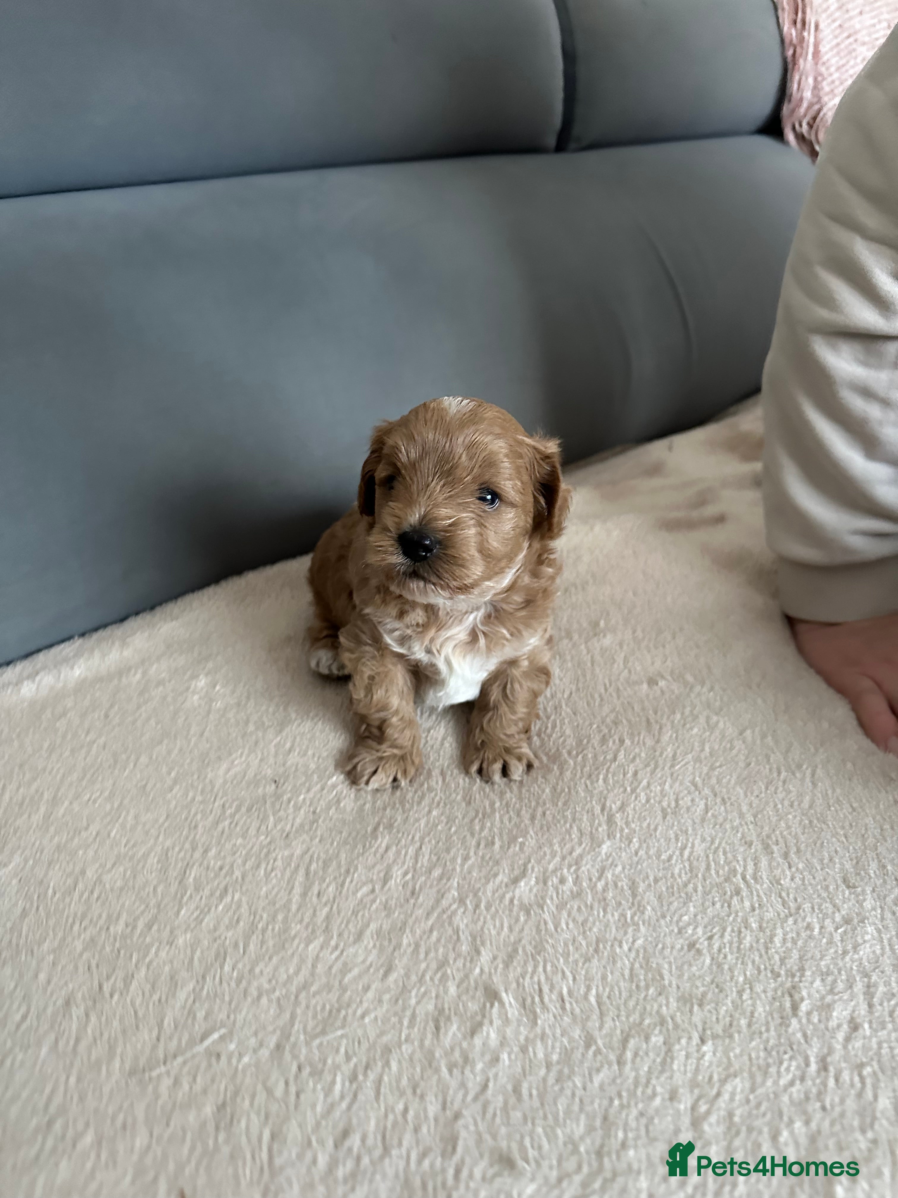 Maltipoo dogs Maltipoo Boy  - Advert 8