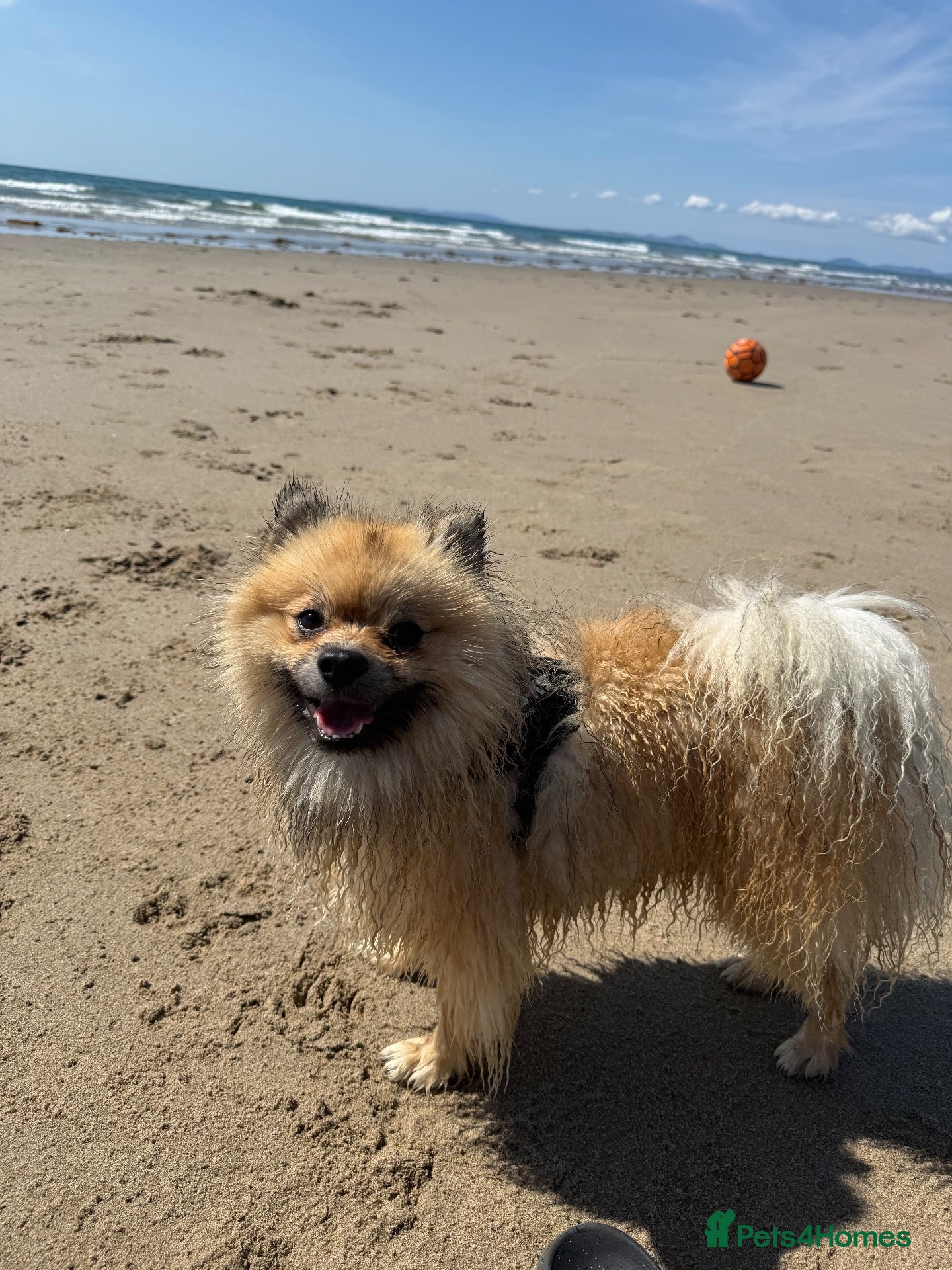 Pomeranian dogs Gorgeous loving boy - Advert 7