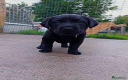 Labrador Retriever dogs for sale: Labrador Retriever Puppies - Image 1