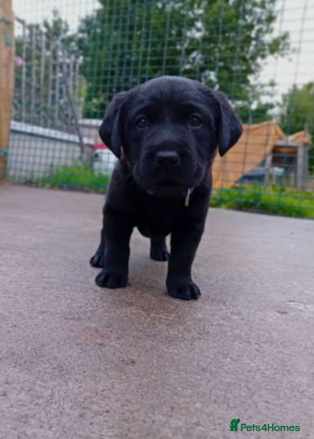 Labrador Retriever dogs for sale: Labrador Retriever Puppies - Image 1