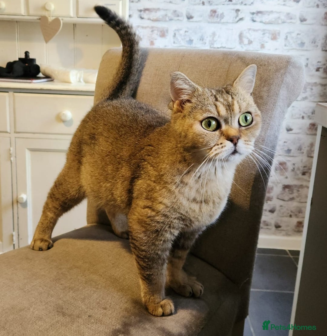 British Shorthair cats for sale: Active tica registered golden shaded girl  - Image 4