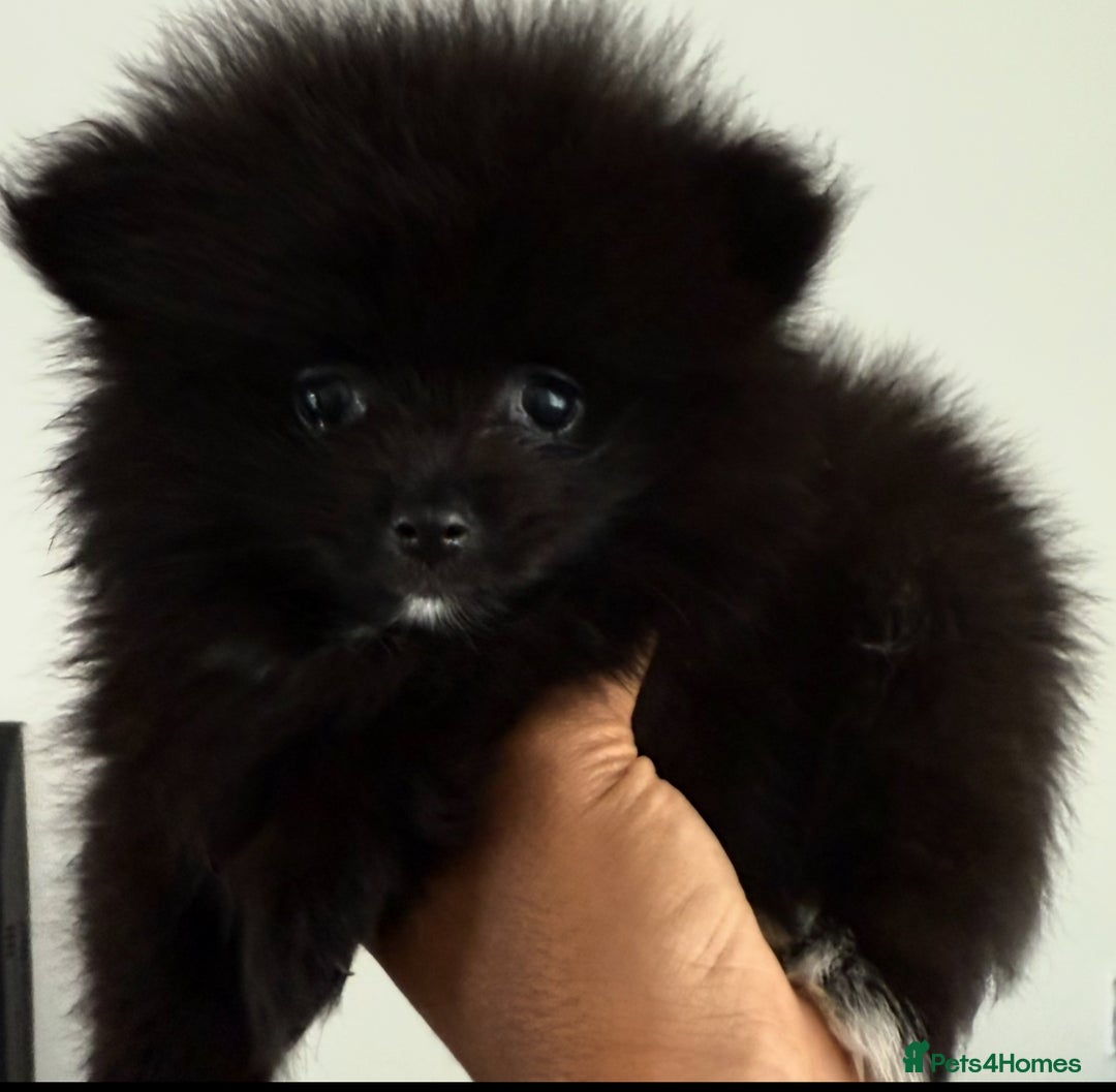 Pomeranian dogs for sale: Micro Pomeranian Puppies For Sale  - Image 3